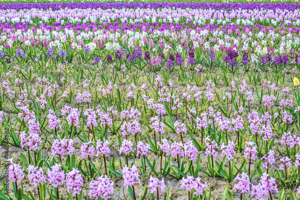 Naklejka premium Purple hyacinth flower field at sunset in Bardar village, Moldova