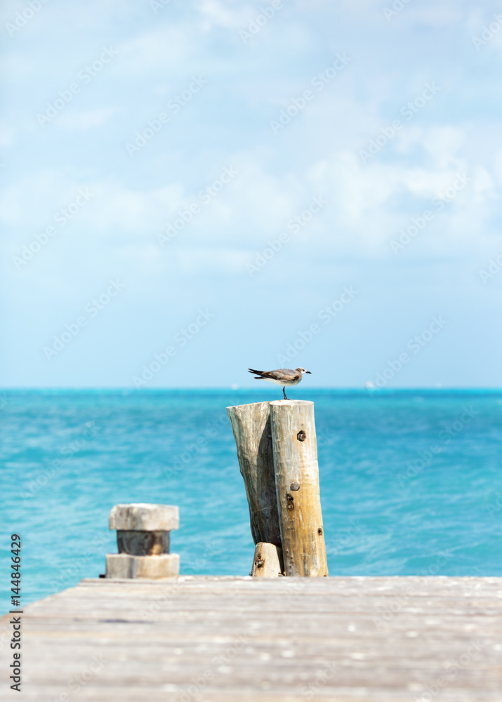 Fototapeta premium Young seagull on the top of the wooden pole. Turquoise sea in the background. 