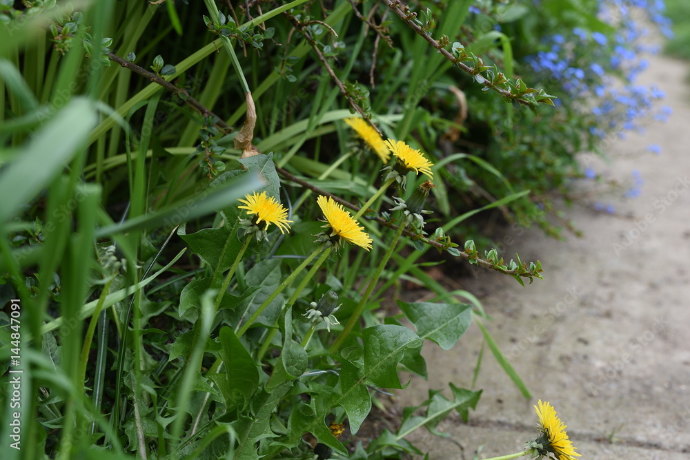 Fototapeta premium Wonderful Weeds