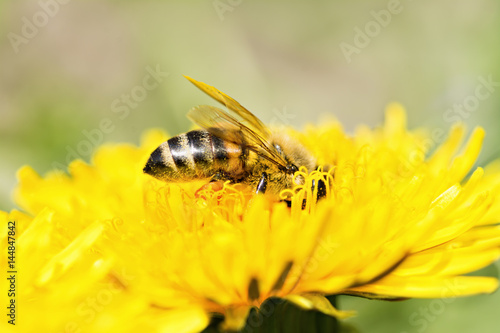 Honey Bee At work - Side view