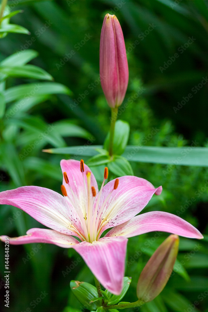 two pink lilies one open and one still closed