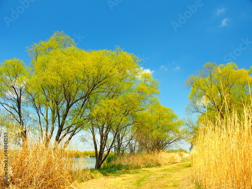 河川敷の芽吹きの木々風景