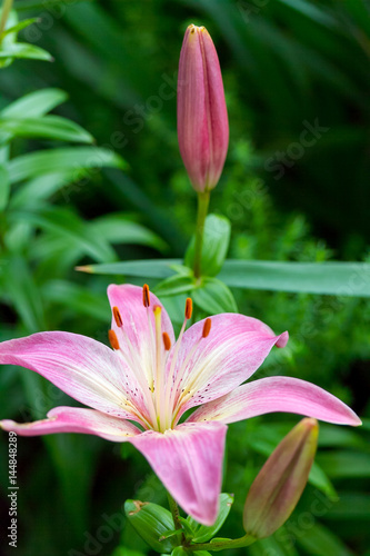 two pink lilies one open and one still closed