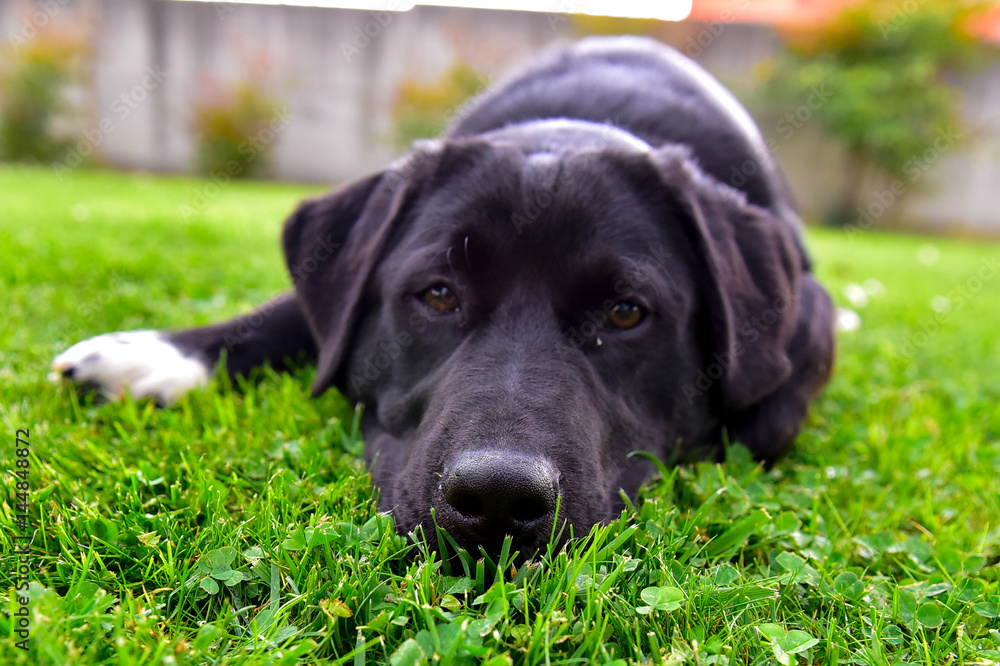 Closeup of black labrador head, lying on a lawn