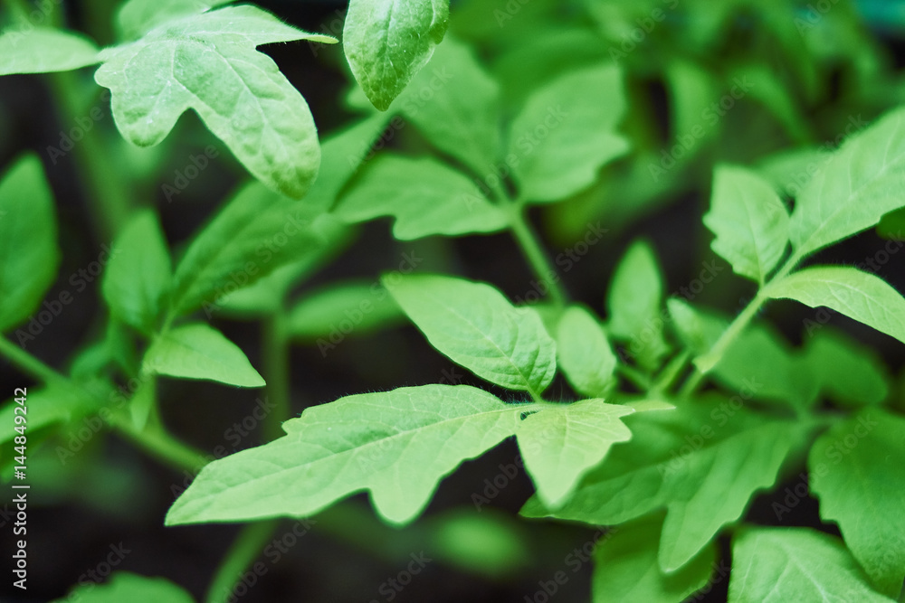 Seedlings of tomatoes on a black background. Seedlings of tomatoes on a black background.