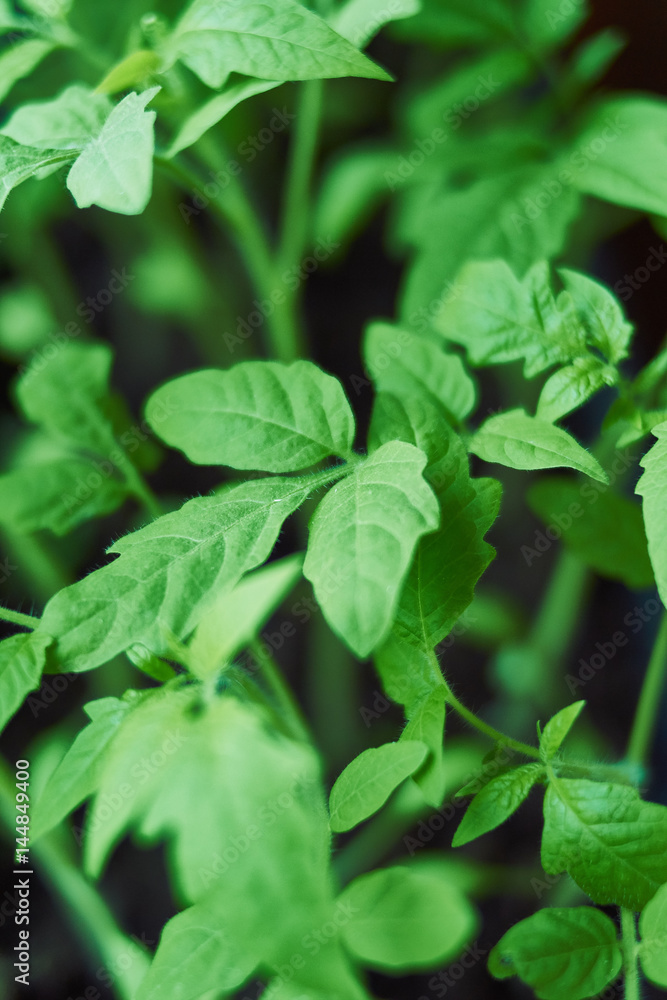 Seedlings of tomatoes on a black background. Seedlings of tomatoes on a black background.