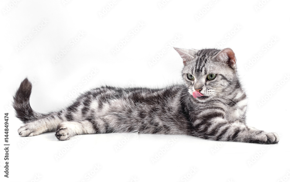 American Shorthair cat on white