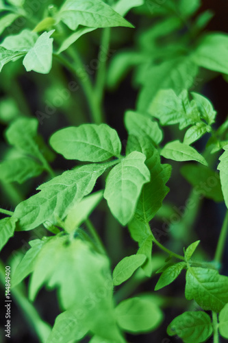 Wallpaper Mural Seedlings of tomatoes on a black background. Torontodigital.ca