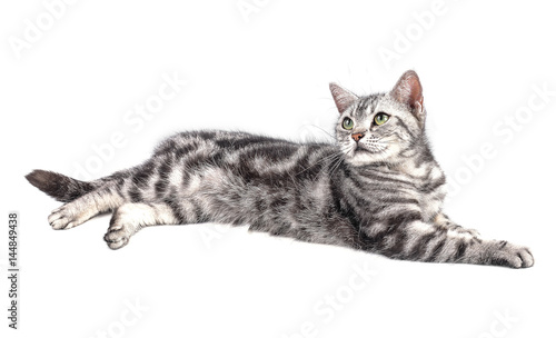 Slika na platnu American Shorthair cat on white