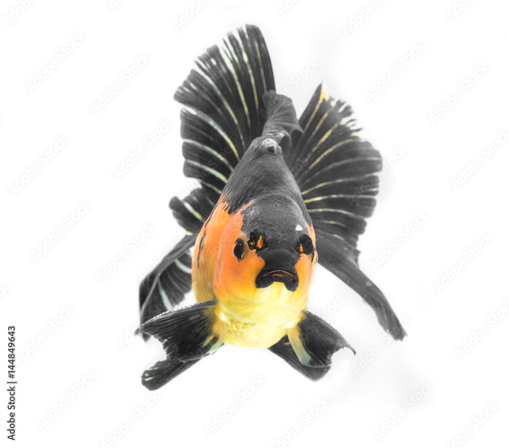 Fototapeta premium Golden fish