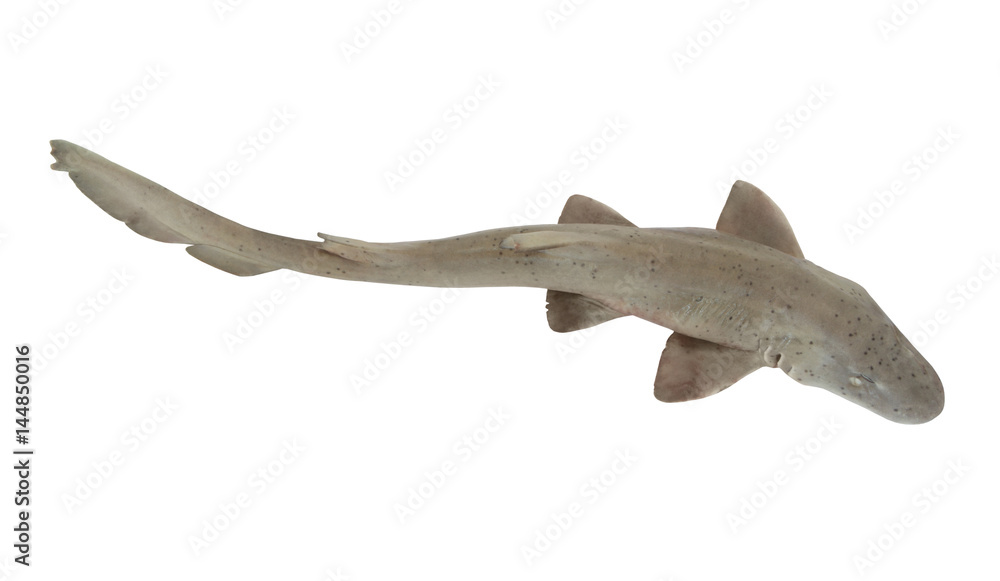 Shark fish isolated on white background Shark fish isolated on white background