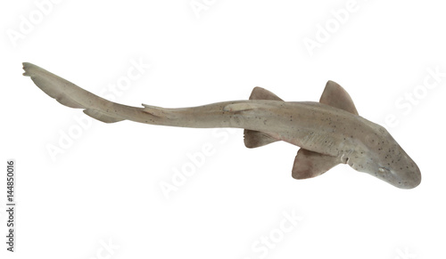 Shark fish isolated on white background