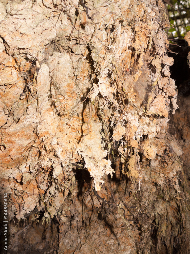 Ugly Tree Roots and Moss, Brown and Dirty and Grungy, Vile Looking ...