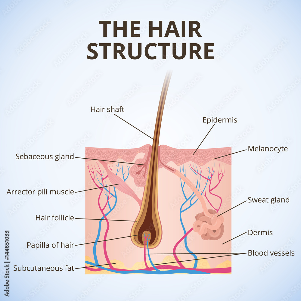Obraz premium The structure of the hair