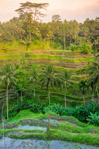 Tegallalang Rice Terraces in Ubud, Bali, Indonesia © Martin Capek