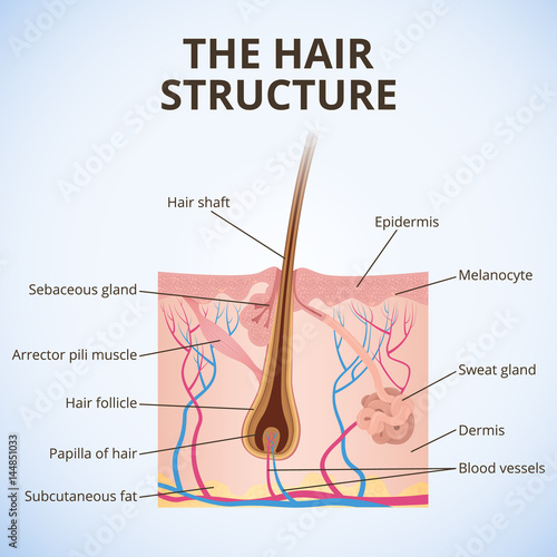 The structure of the hair