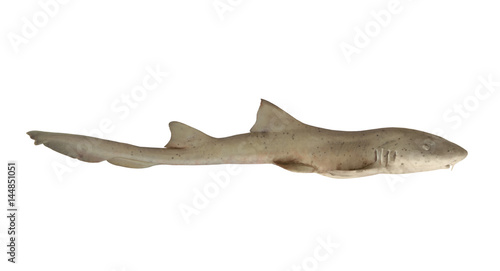 Shark fish isolated on white background