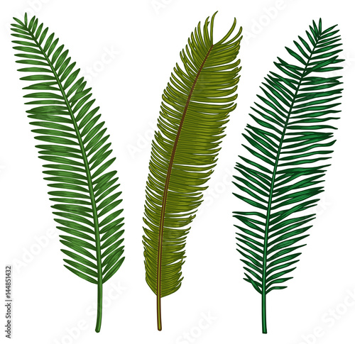 Palm leaf illustration, drawing, engraving, ink, line art, vector