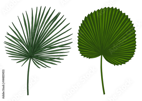 Palm leaf illustration, drawing, engraving, ink, line art, vector