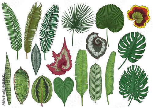 Tropical leaf illustration, drawing, engraving, ink, line art, vector
