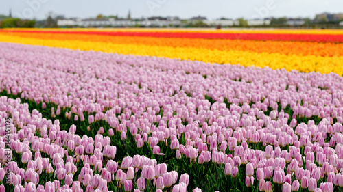 Tulip field