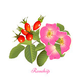 herbal tea rosehip
