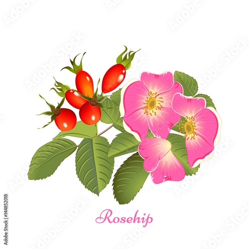 herbal tea rosehip