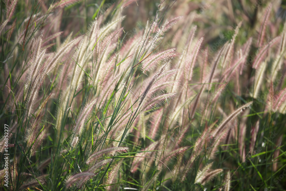 Beautiful serene waving reed in the sunlight Beautiful serene waving reed in the sunlight