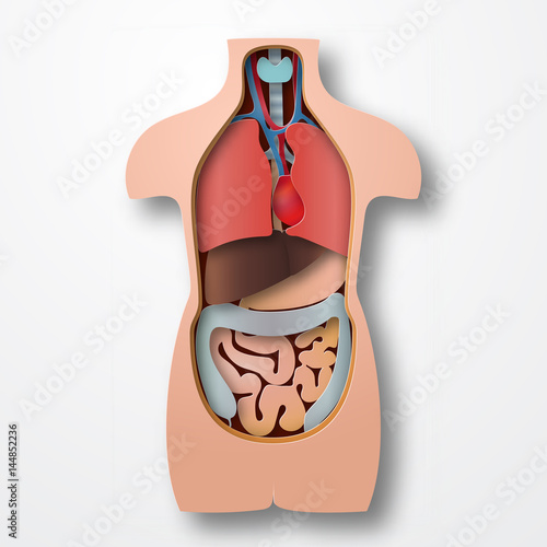 Human body anatomy, medical organs system paper craft style vector illustration