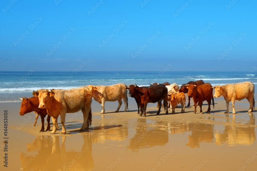The herd of cows, bulls and calves sunbathes on the sunny beach of Atlantic ocean. Andalusia, Spain. The herd of cows, bulls and calves sunbathes on the sunny beach of Atlantic ocean. Andalusia, Spain.