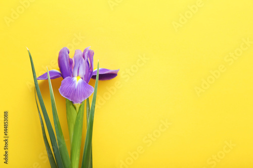 Purple iris flower on yellow background