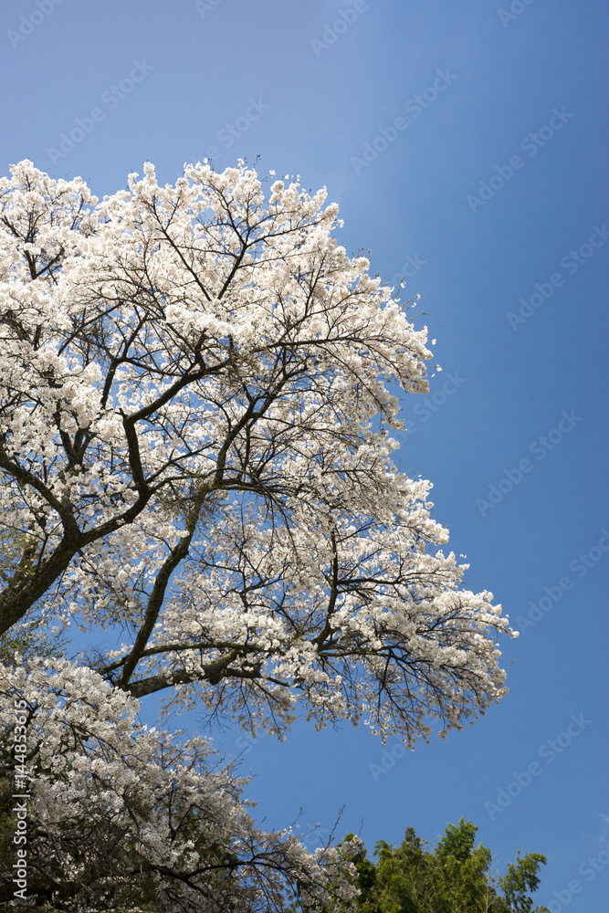 桜の大木