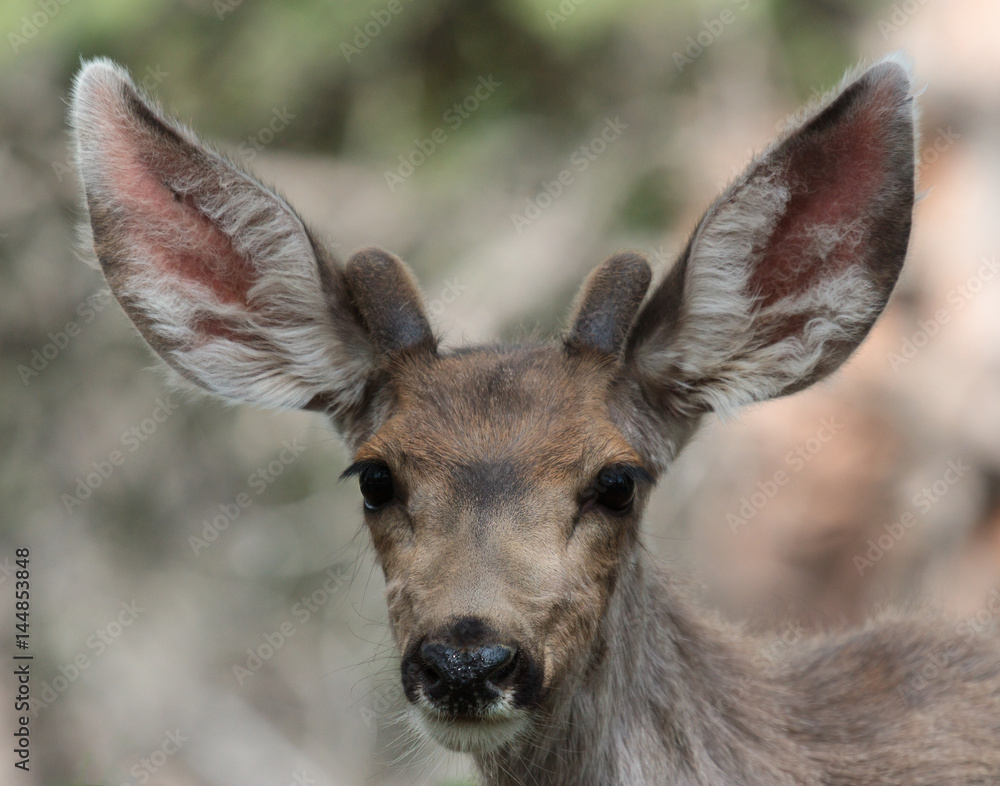 Mule Deer in Colorado