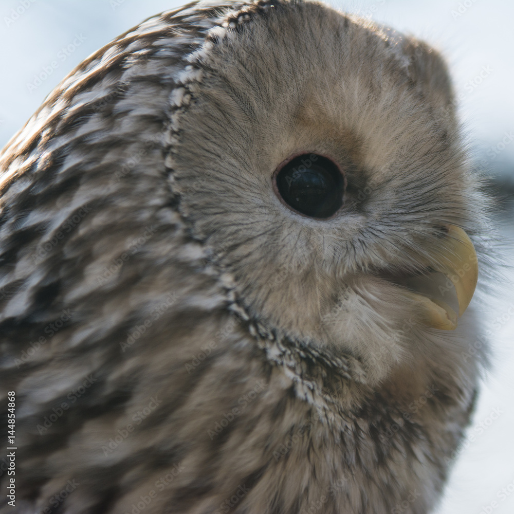 Fototapeta premium Portrait owl watching environs