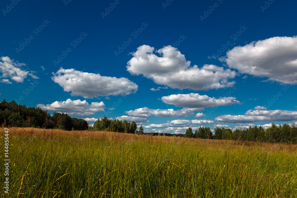Fototapeta premium Meadow, trees against a blue sky with white clouds