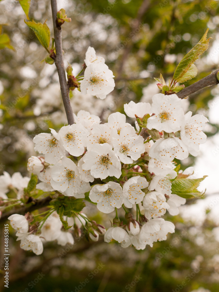 A Blossoming Bunch of White Flowers on A tree in Spring