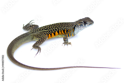 Image of Butterfly Agama Lizard (Leiolepis Cuvier) on white background. Reptile Animal