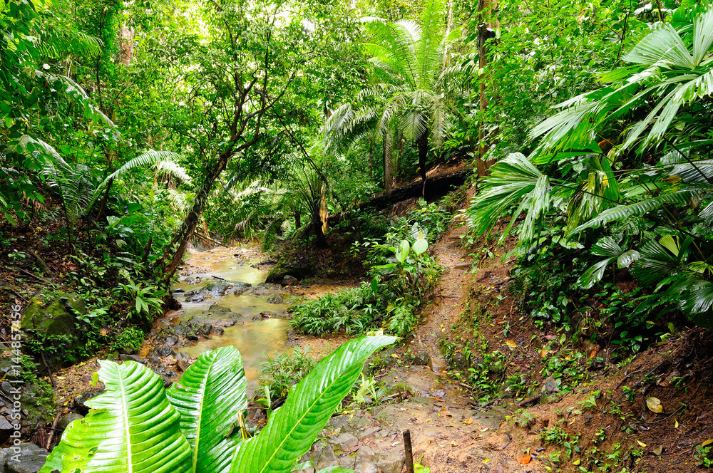 Naklejka premium Wild Colombian Darien jungle