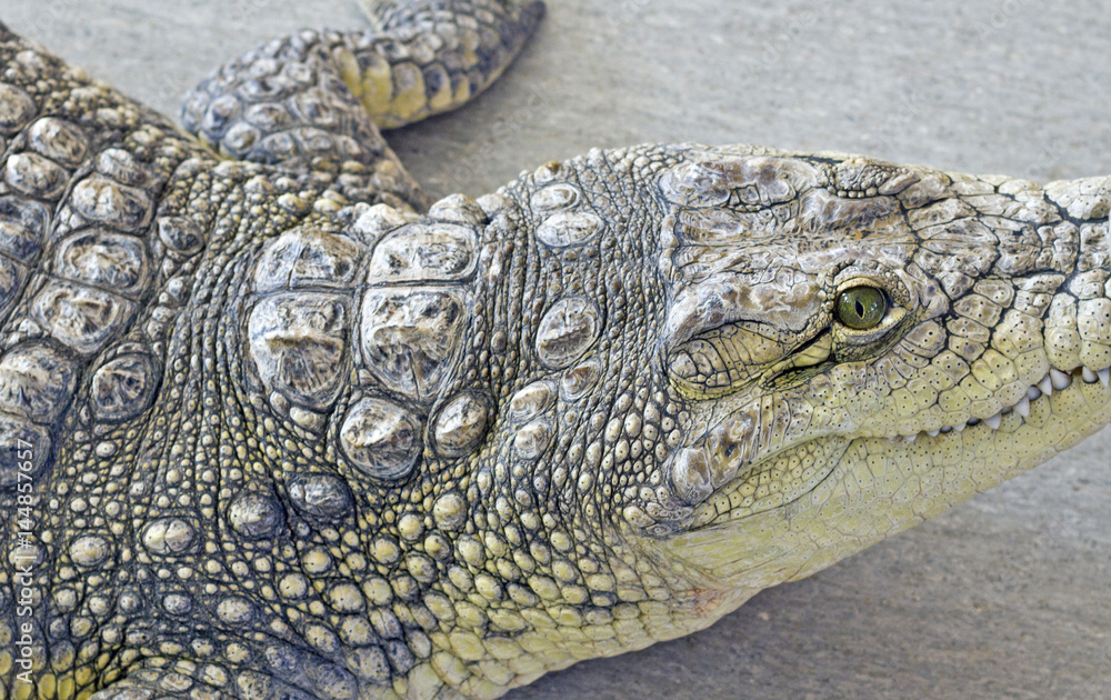 Fototapeta premium crocodile