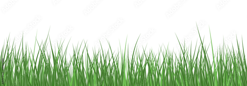 Naklejka Vector realistic detailed green grass seamless border isolated on white background