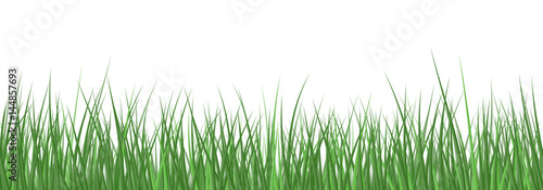 Vector realistic detailed green grass seamless border isolated on white background