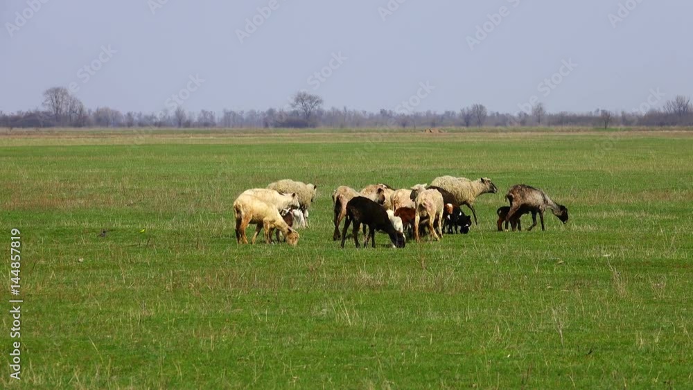 sheep grazing on a meadow sheep grazing on a meadow