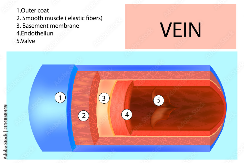 Vein Structure Anatomy Of The Vein With The Name Of Each Layer Detailed Vector Illustration