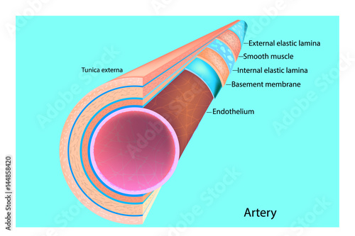 The structure of the artery. Vector
