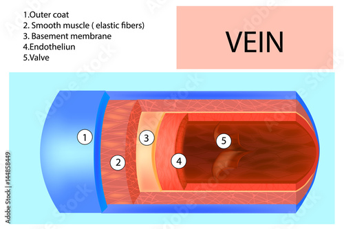 Vein structure. Anatomy of the vein with the name of each layer. Detailed vector illustration.