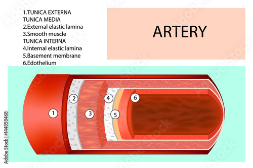 Vein structure. Anatomy of the vein with the name of each layer. Detailed vector illustration.
