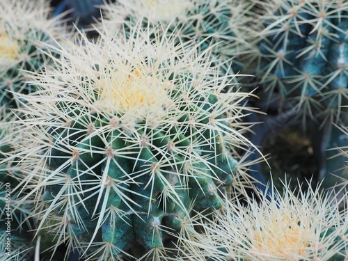 Cactus texture background