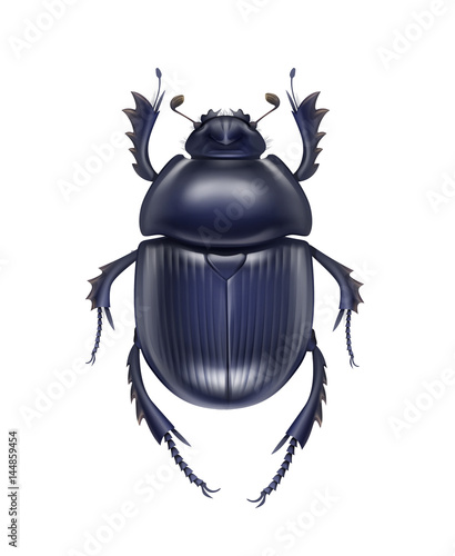 Photographie Scarabaeus sacer beetle