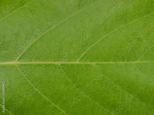 Tree green leaf close up