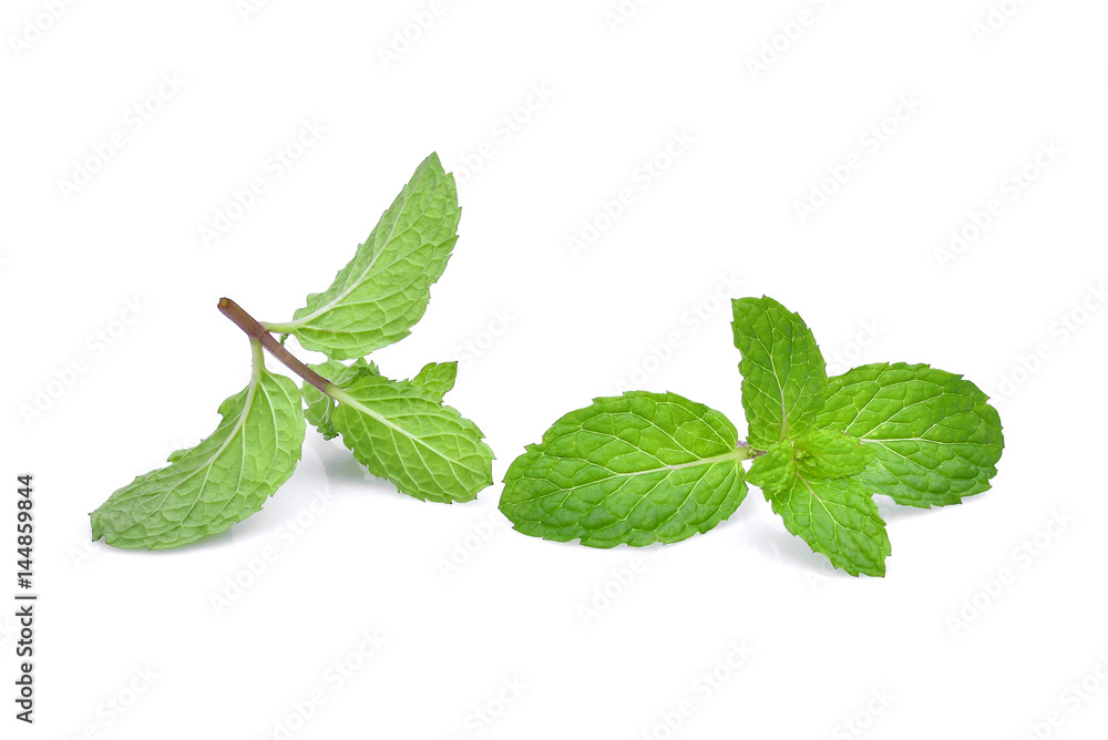 fresh mint leaf isolated on white background fresh mint leaf isolated on white background
